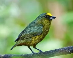 Euphonia gouldi