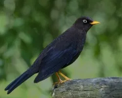 Turdus nigrescens