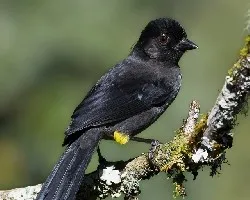 Pselliophorus tibialis