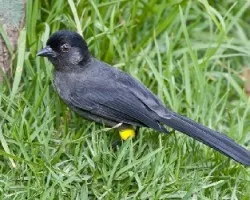 Pselliophorus tibialis