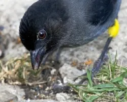 Pselliophorus tibialis