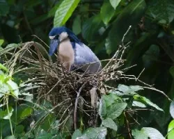 Cochlearius cochlearia