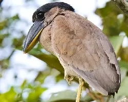 Cochlearius cochlearius