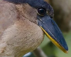 Cochlearius cochlearius