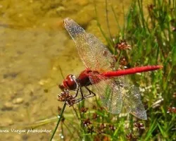 Crocothemis erythraea