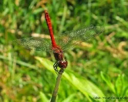 Crocothemis erythraea