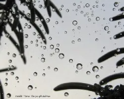 Gotas y tela de arana