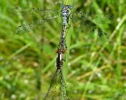 Lestes sponsa