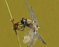 Orthetrum cancellatum