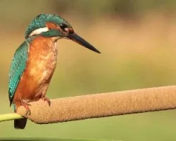 Alcedo atthis