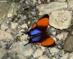 Mariposa encendida