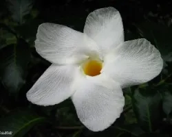 Mandevilla