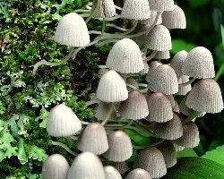 Sombrillas Miniatura