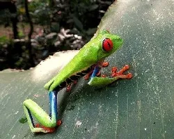 Agalychnis callidryas