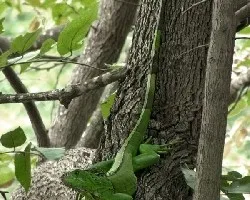 Iguana iguana