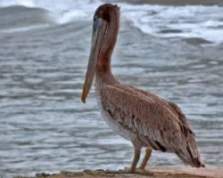 Pelecanus occidentalis