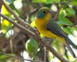 Passerina leclancherii