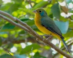 Passerina leclancherii