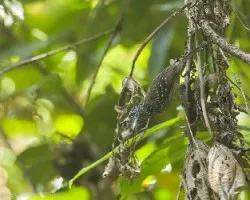 Thamnophilus bridgesi