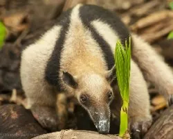 Tamandua mexicana