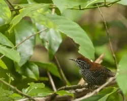 Thryothorus semibadius