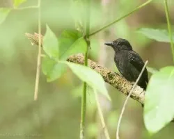 Thamnophilus bridgesi