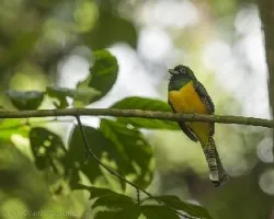 Trogon rufus
