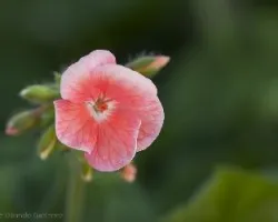 Pelargonium zonale