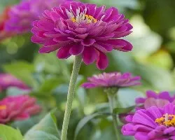 Zinnia
