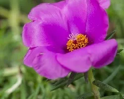 Portulaca grandiflora