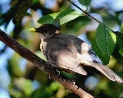 Turdus grayi