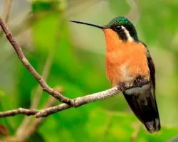 Lampornis calolaemus