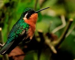 Lampornis calolaemus