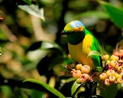Chlorophonia callophrys