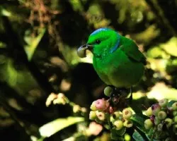 Chlorophonia callophrys