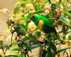 Chlorophonia callophrys