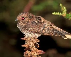 Caprimulgus saturatus