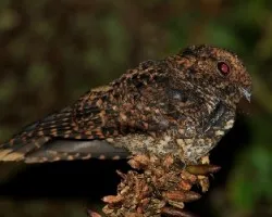 Caprimulgus saturatus