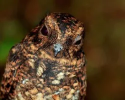 Caprimulgus saturatus