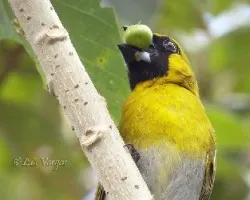 Caryothraustes poliogaster