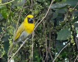 Caryothraustes poliogaster