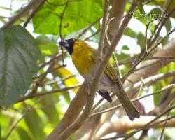 Caryothraustes poliogaster