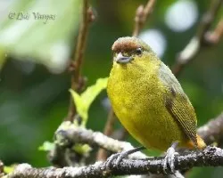 Euphonia gouldi