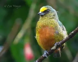 Euphonia gouldi