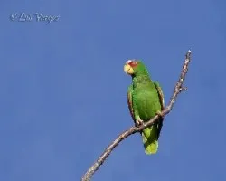Amazona albifrons