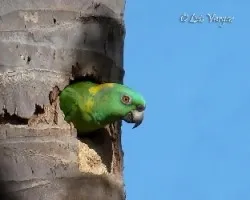 Amazona auropalliata