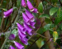 Digitalis purpurea