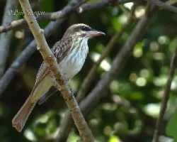 Myiodynastes maculatus