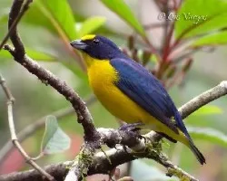 Euphonia hirundinacea