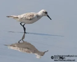 Calidris alba